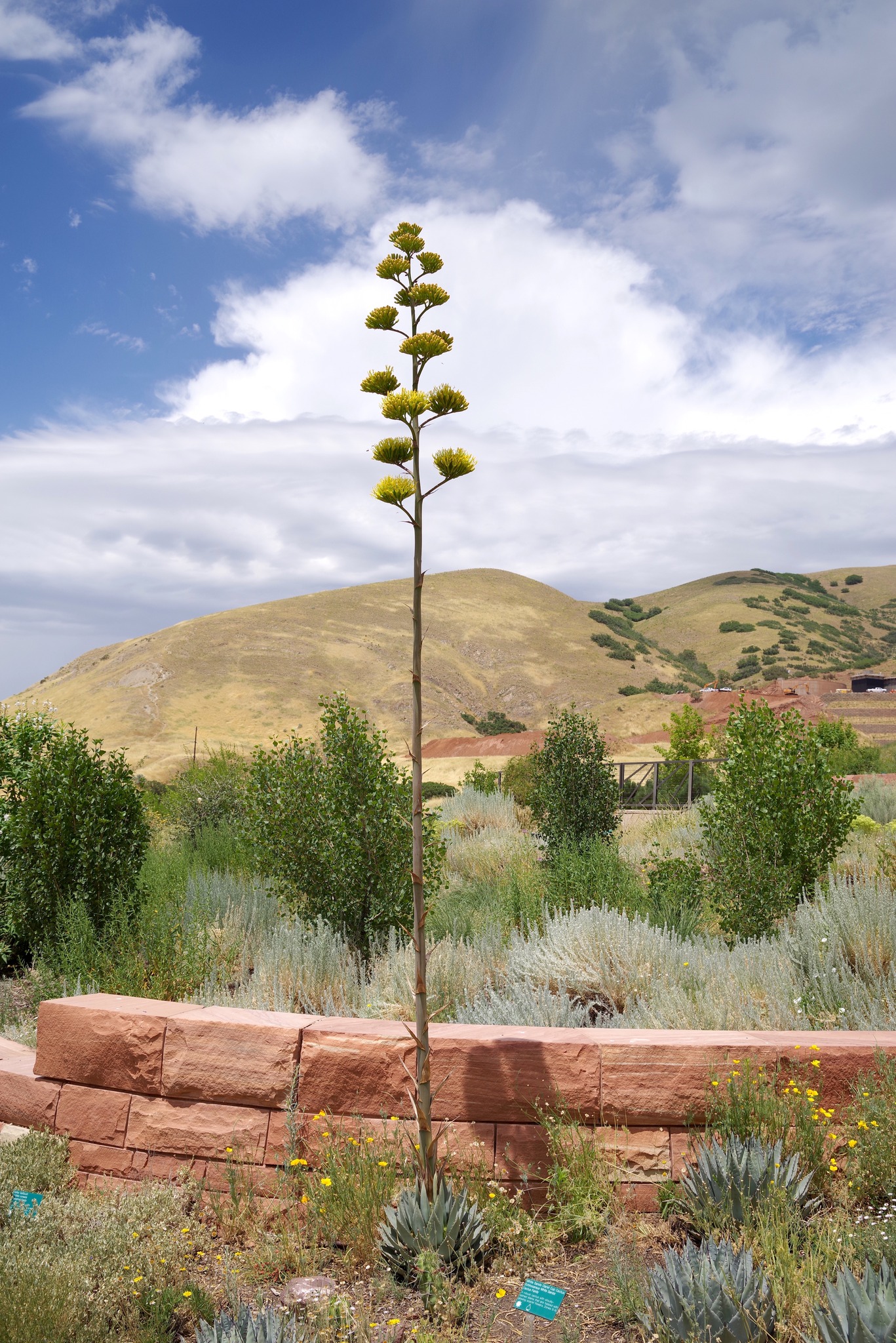 Plant of the Week! Agave parryi (Parry