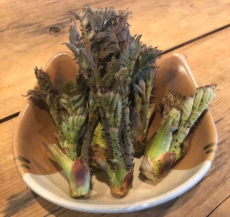 めしと酒 猫の手 めしと酒 猫の手 Added A New Photo