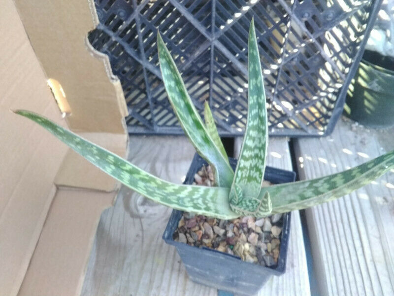 Cactusbylin - 😍 Aloe variegata Trunkless Tiger Heat and...