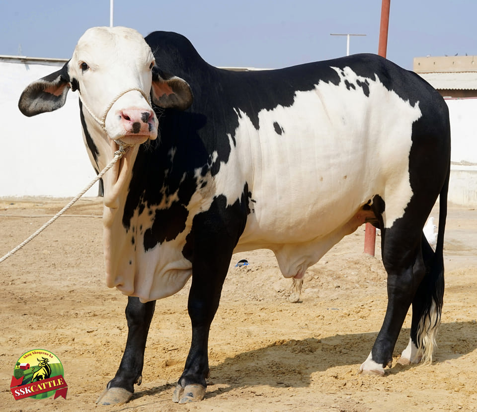 Witxend Cattle Farm - بڑی عید بڑی آفر 𝐘𝐨𝐮𝐫 𝐏𝐨𝐜𝐤𝐞𝐭-𝐅𝐫𝐢𝐞𝐧𝐝𝐥𝐲 𝐁𝐔𝐋𝐋s. 1 ...
