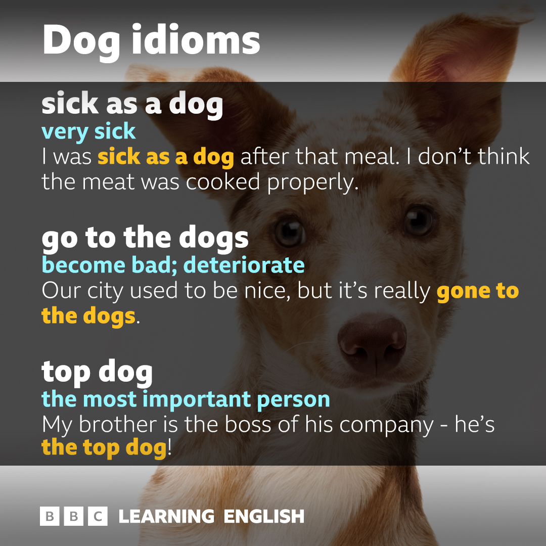 BBC - 🥳 It's finally here: the 'dog idioms' post! 🐶🐶🐶 Can you use one ...