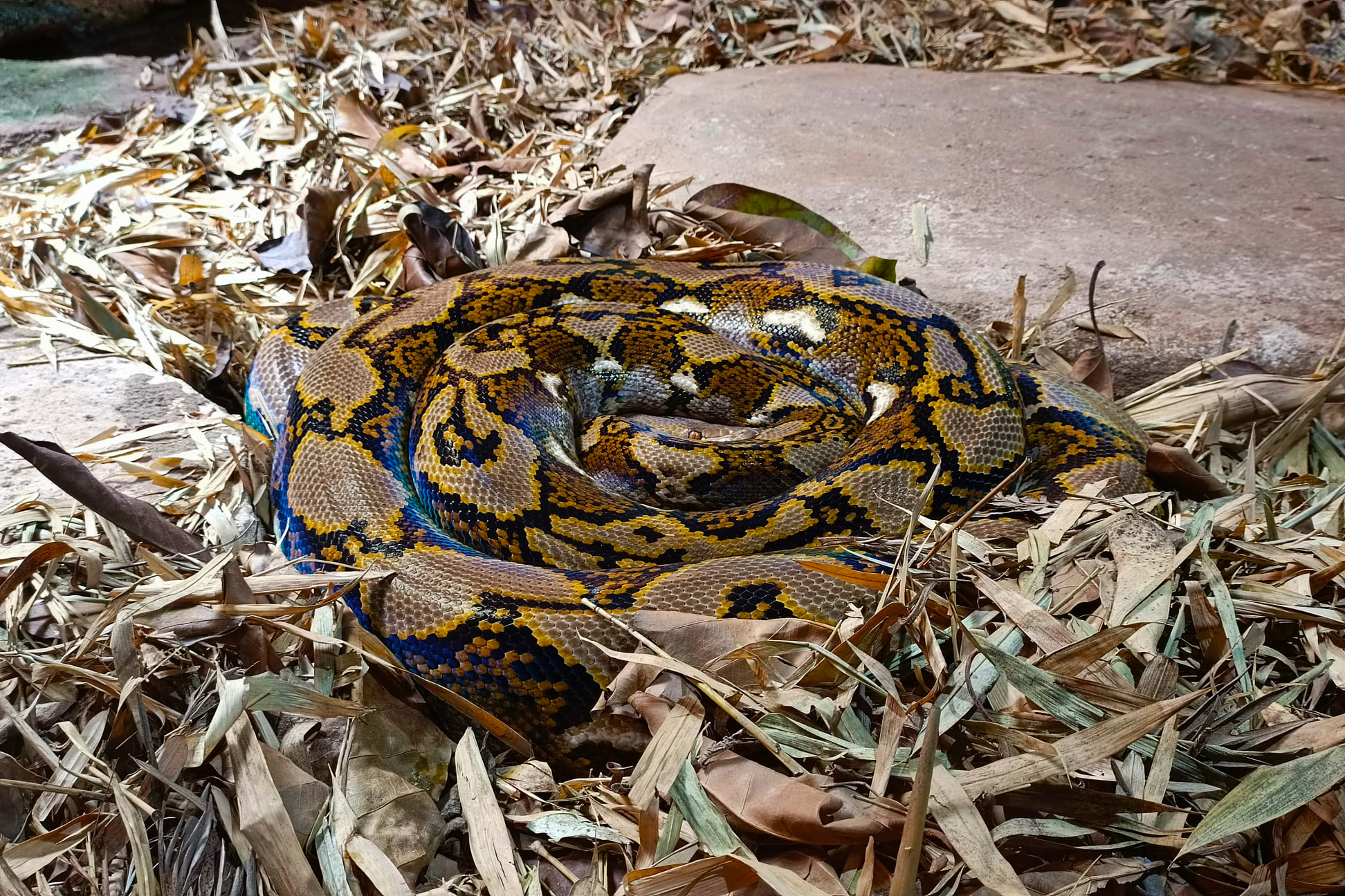 CrocoParc - Le python réticulé "Malayopython reticulatus" est un ...