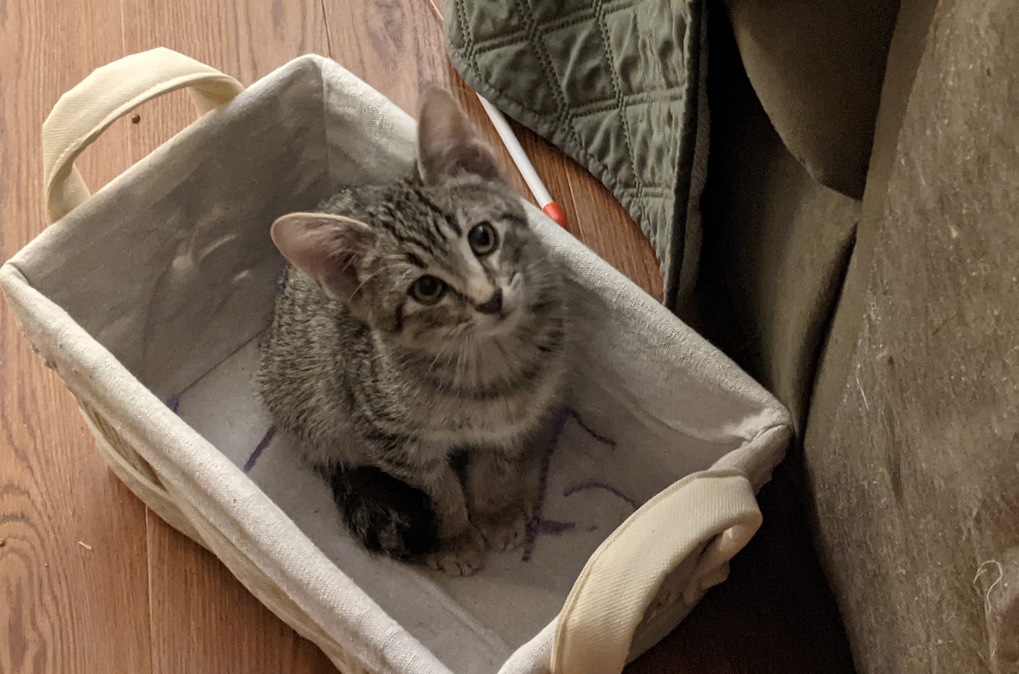 Safe Home Rescue
