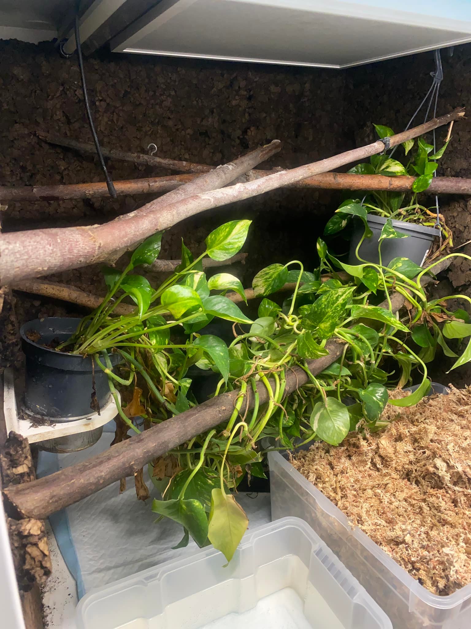 Our calico female was very... - Fabulous German Tree Pythons
