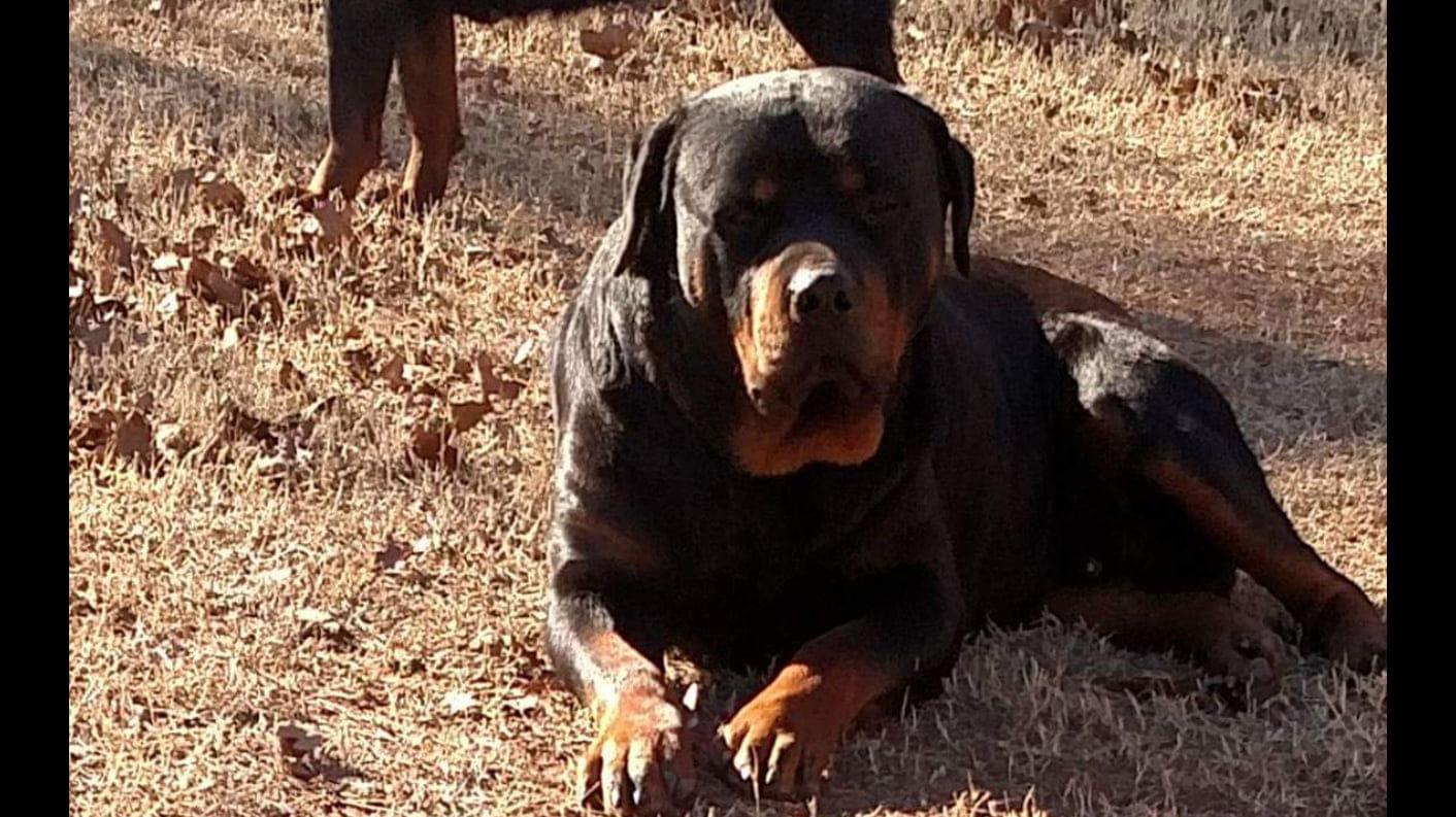 Pendleton's Rottweilers of OKC | Luther OK