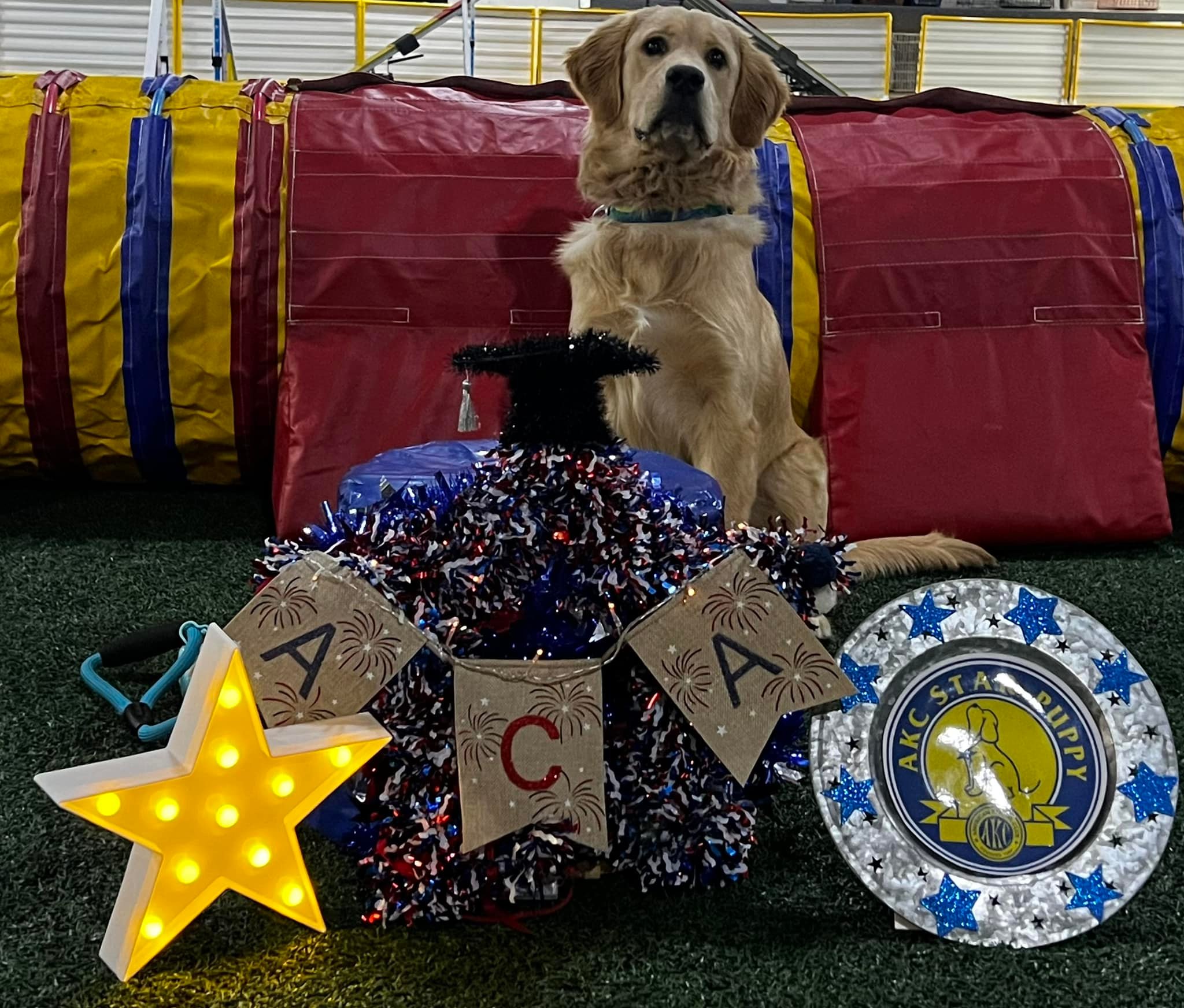 🌟 AKC 🌟 STAR Puppies 2023 March -... - A Click Above, LLC
