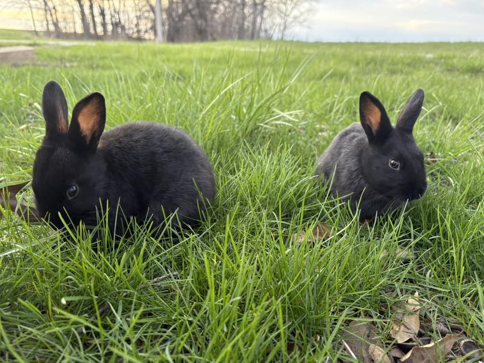 Happy Hoppers Rabbitry | Palmyra MO