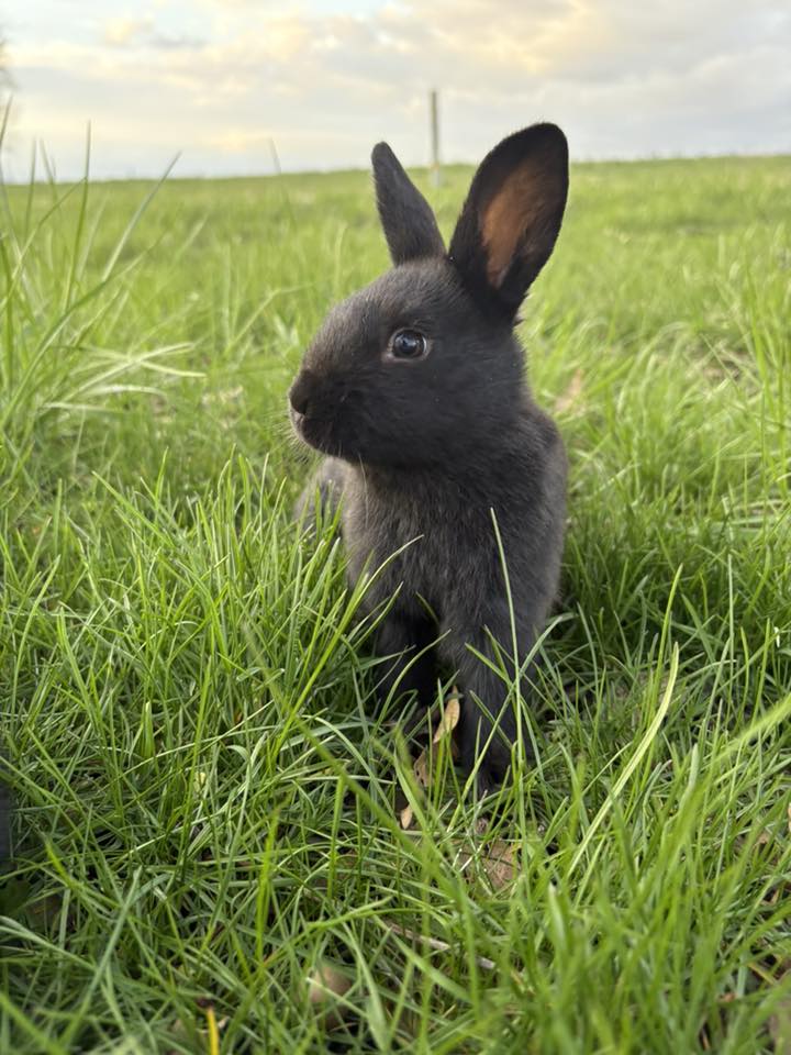 Happy Hoppers Rabbitry | Palmyra MO