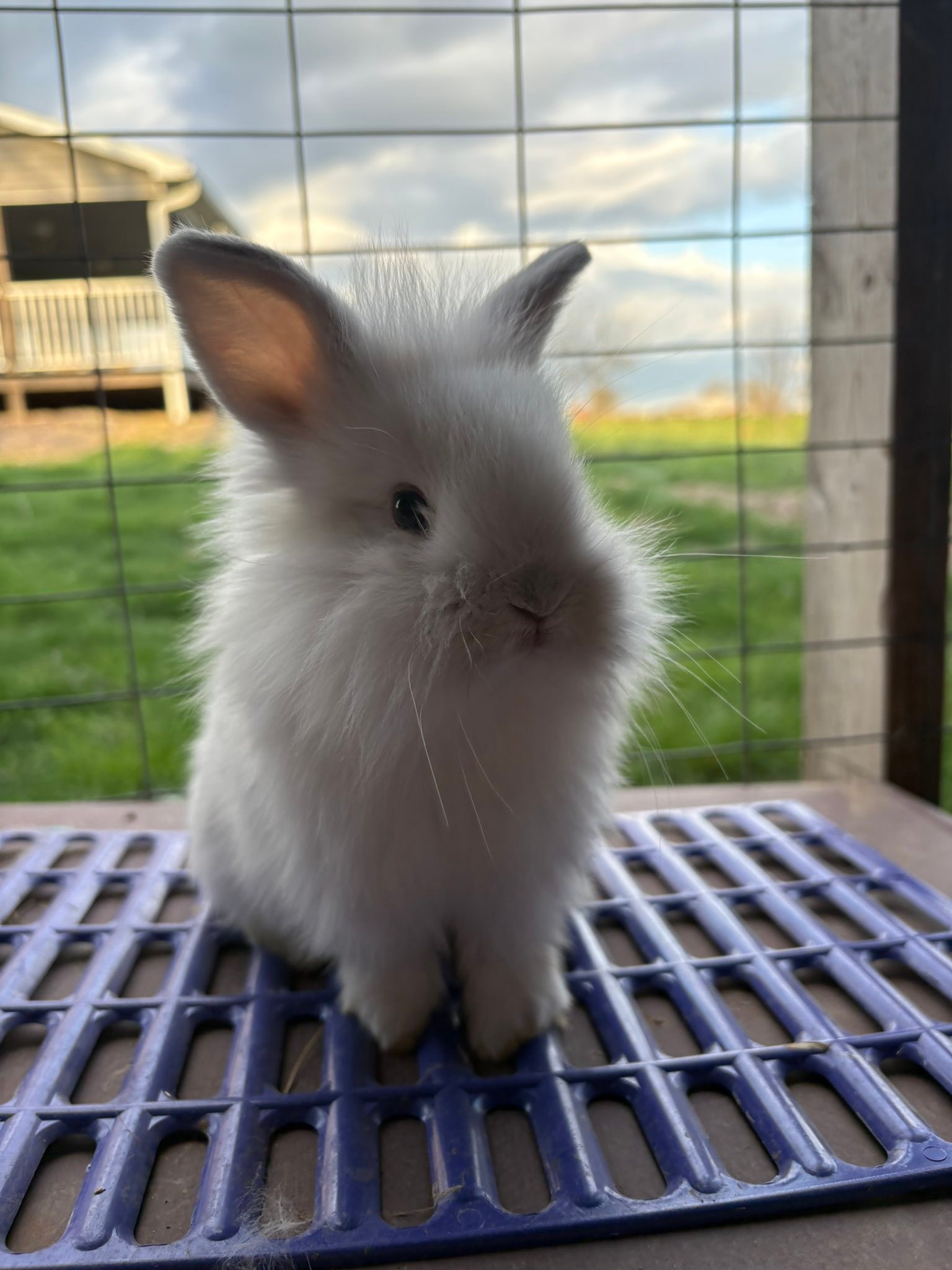 Happy Hoppers Rabbitry | Palmyra MO