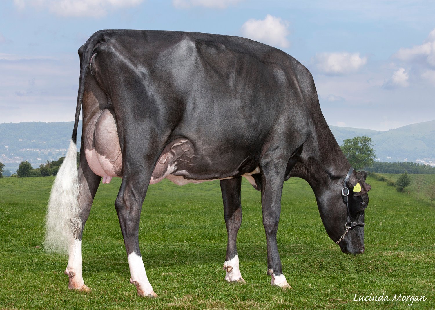 Panda Holsteins - **NEW Photos of Panda Allyander Fools... | Facebook