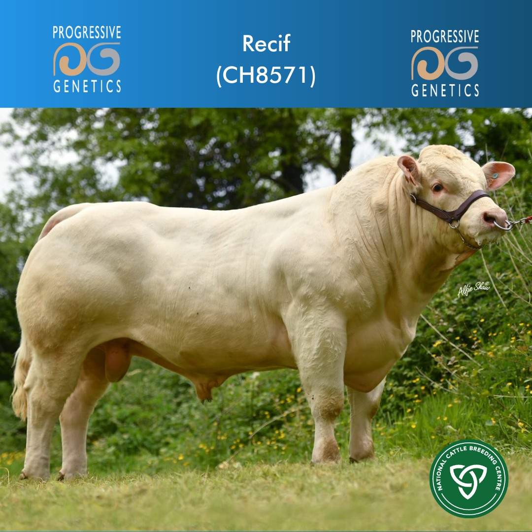 An outstanding example of a... - Progressive Genetics