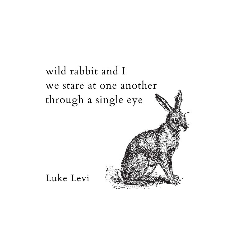 575 Haiku about a wild rabbit that stared at me yesterday morning