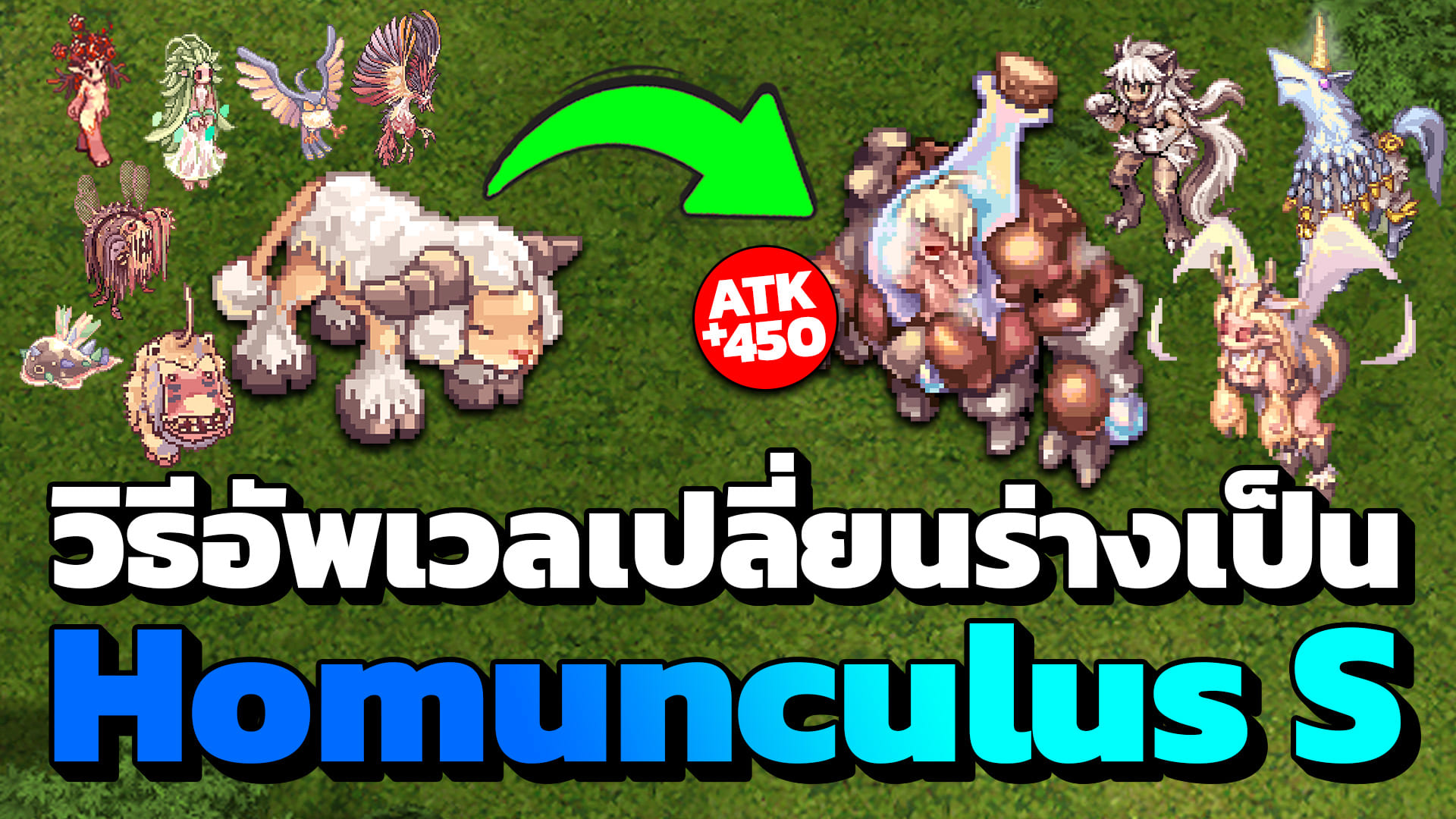 NCZ - 🔥 วิธีอัพเวลเพิ่มความสนิทสนมโฮมุน เปลี่ยนร่าง Homunculus S แบบโคร ...