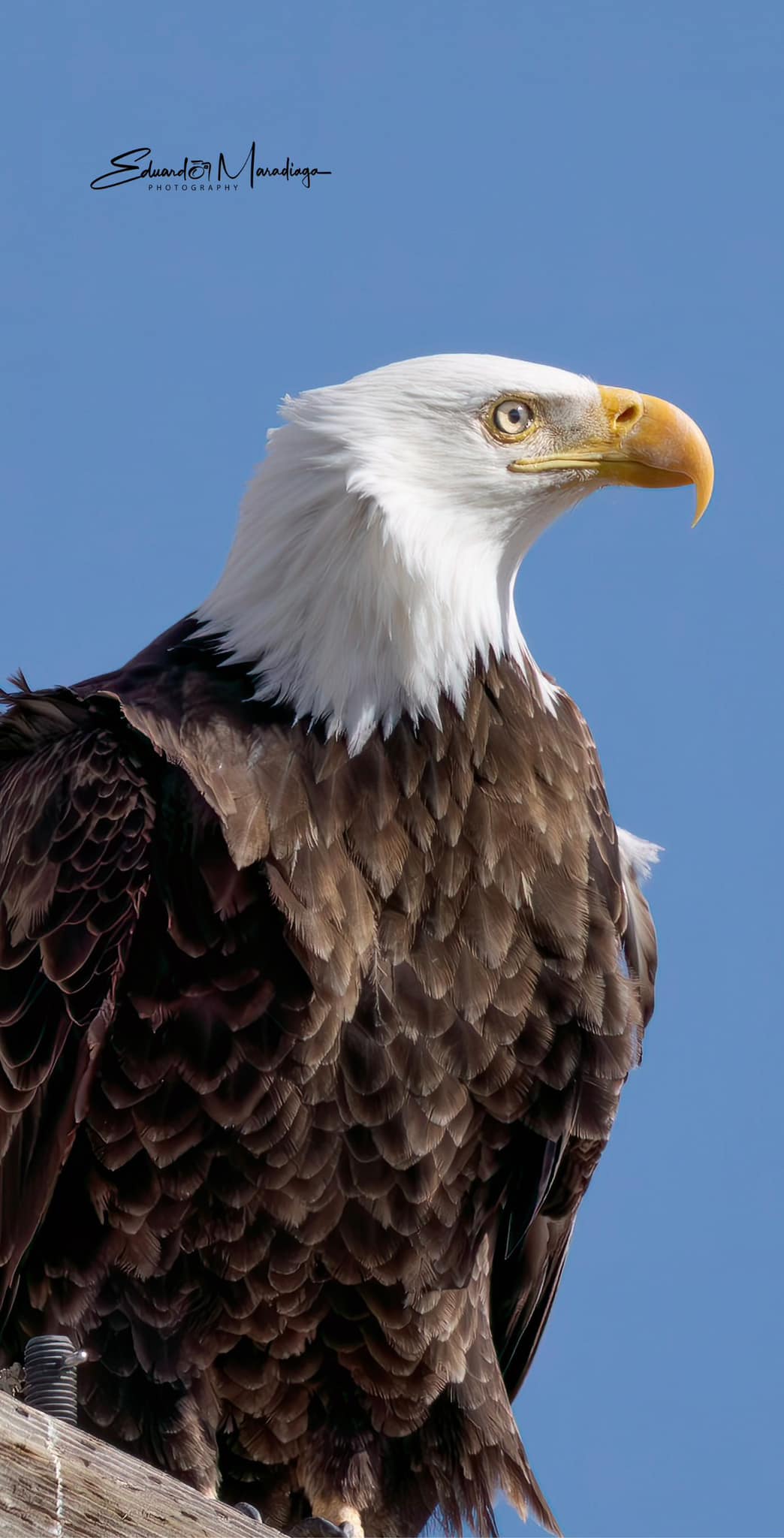 Even though this amazing eagle is not able to be released into the