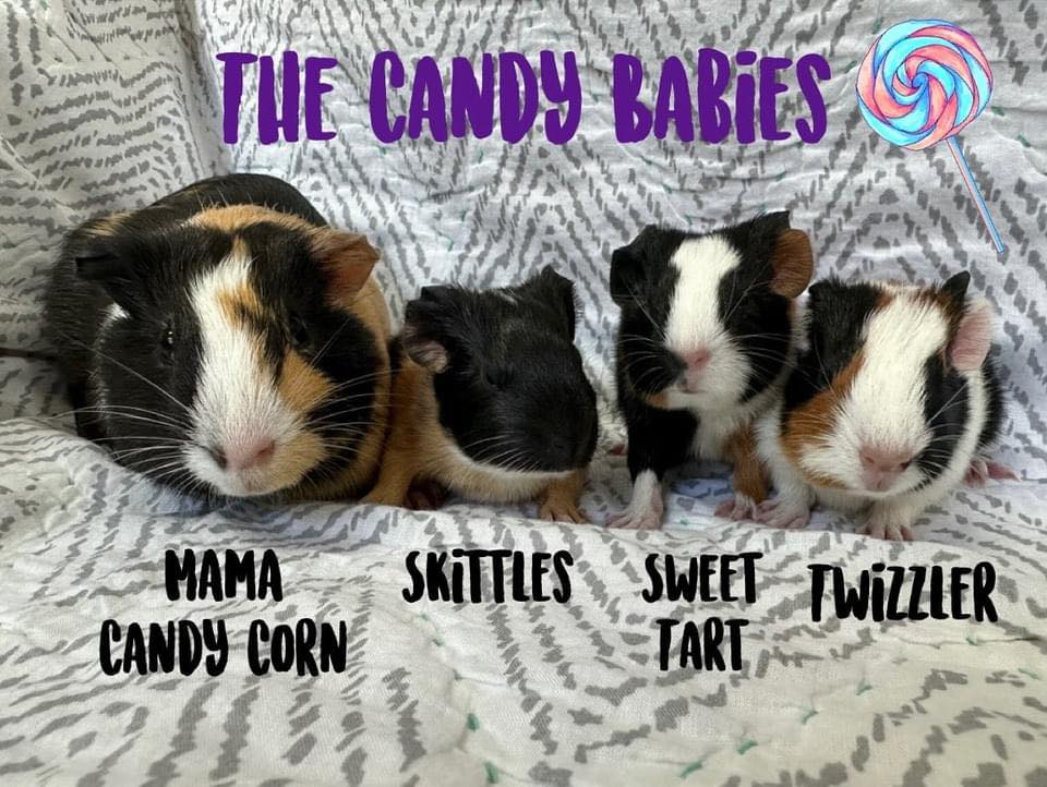 Hug-a-Bunny Rabbit Rescue | Waldwick NJ