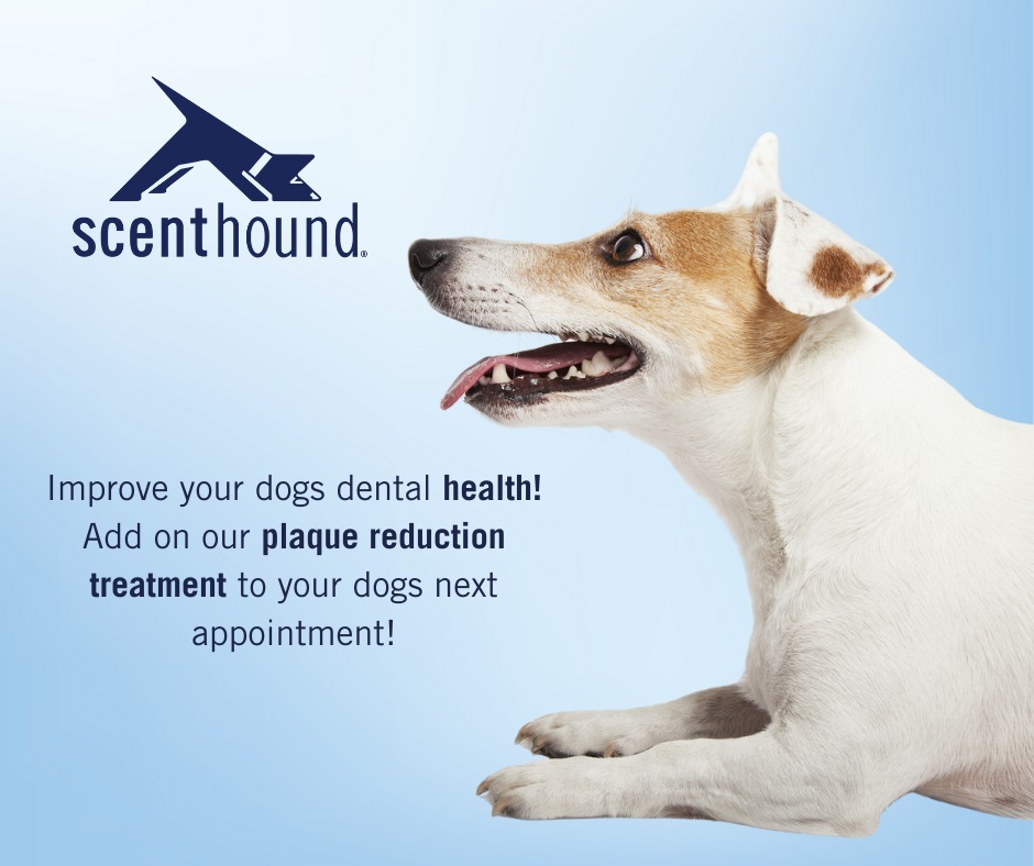 Scenthound | Maitland FL