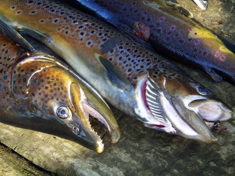 Some photos from... - Antrim & District Angling Association