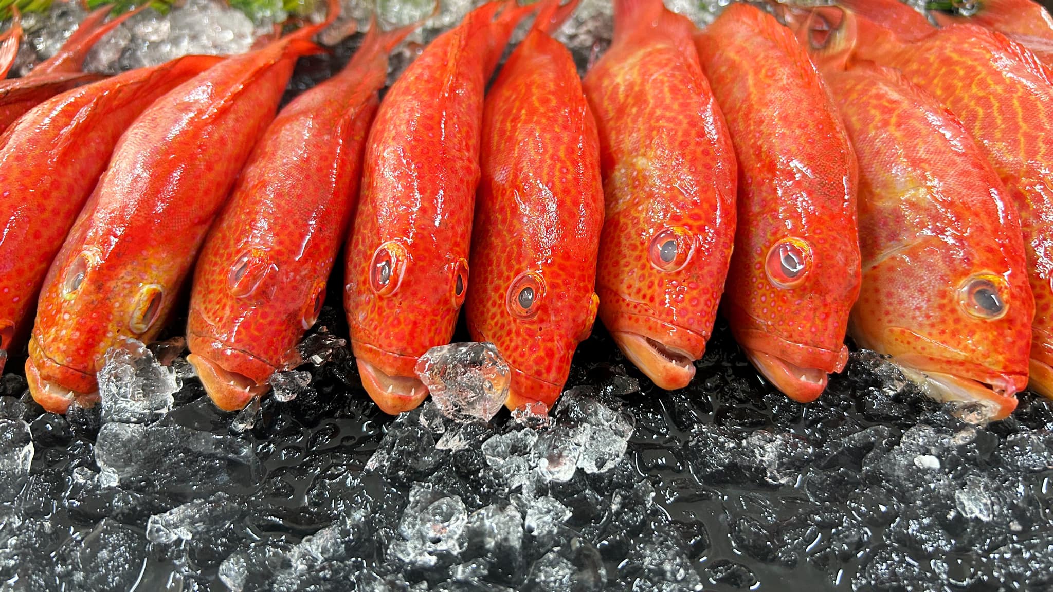 鱼家海鲜 Fish family seafood added... - 鱼家海鲜 Fish family seafood