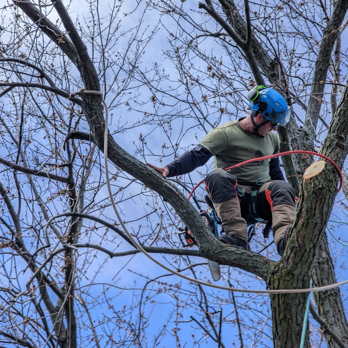 BigLeaf Tree Service | Toronto ON