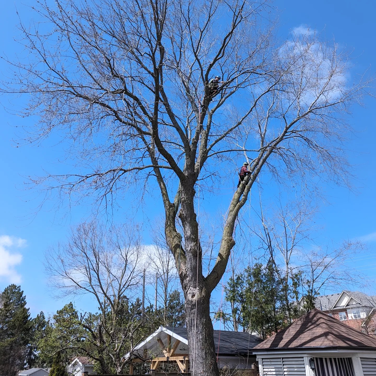 BigLeaf Tree Service | Toronto ON