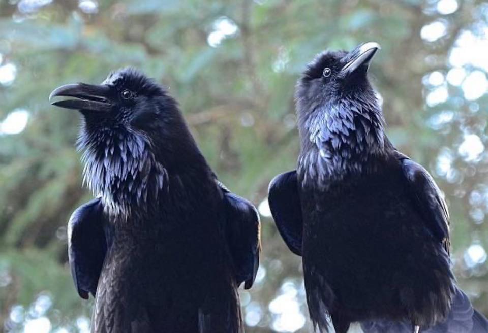 Raven and Crow | Facebook