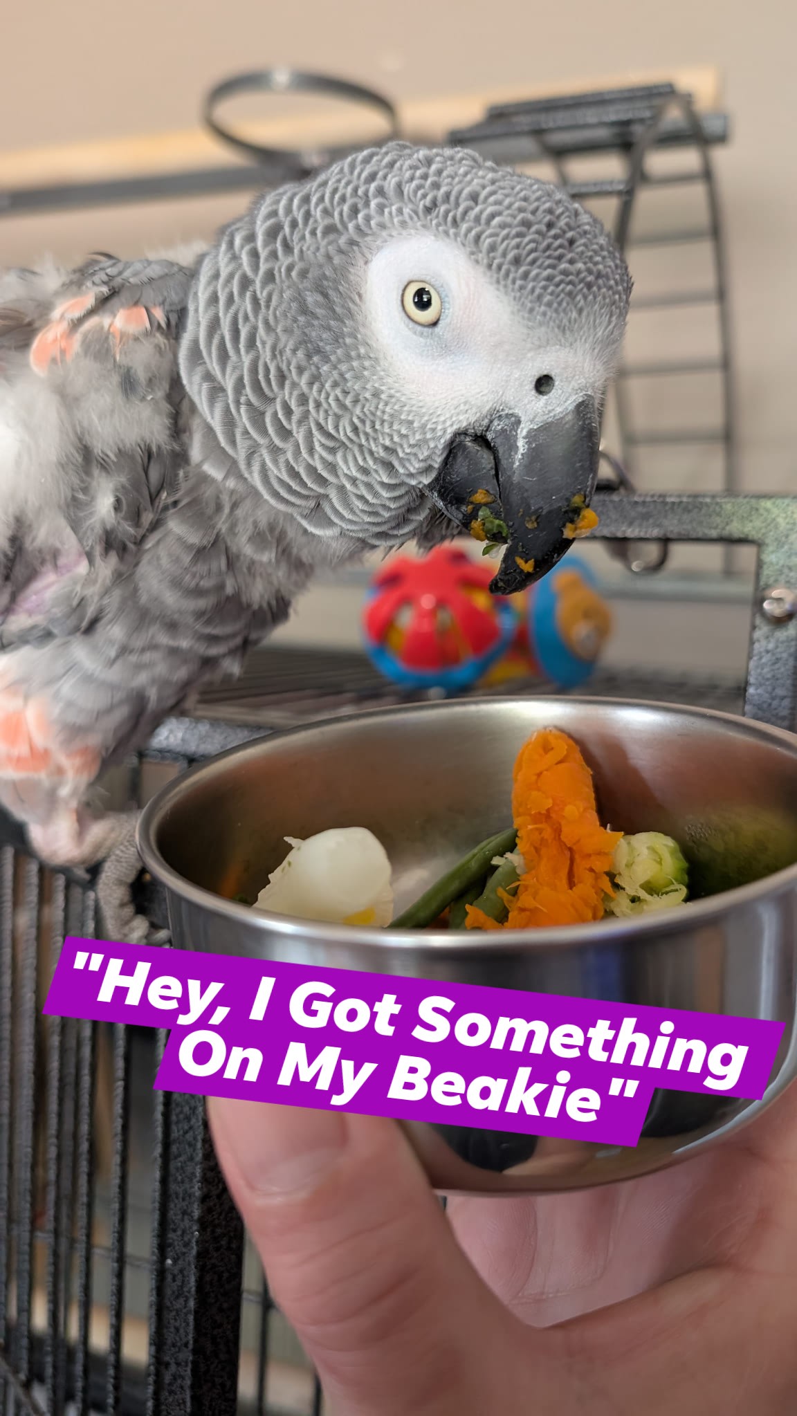 cosmothefunnyparrot - 