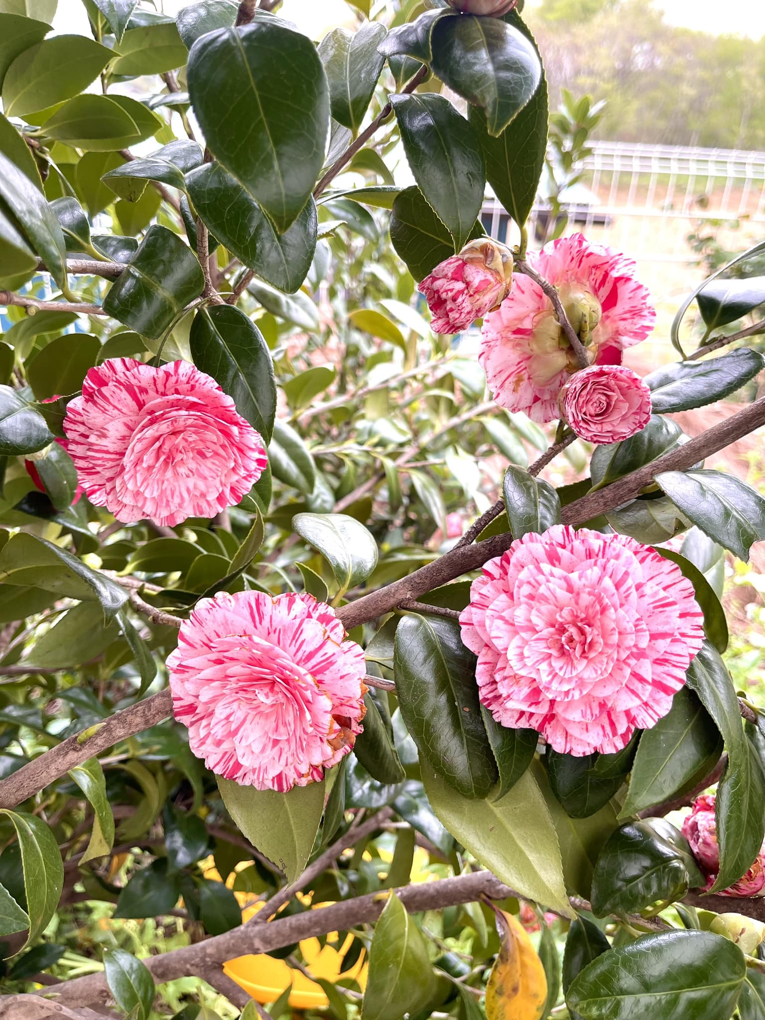 椿（玉の浦） Tsubaki(Tama-no-ura) Japanese Camellia