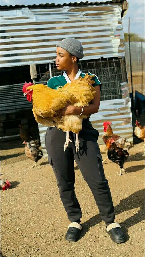 OrganiX - Local chicken farming, also known as indigenous or village ...