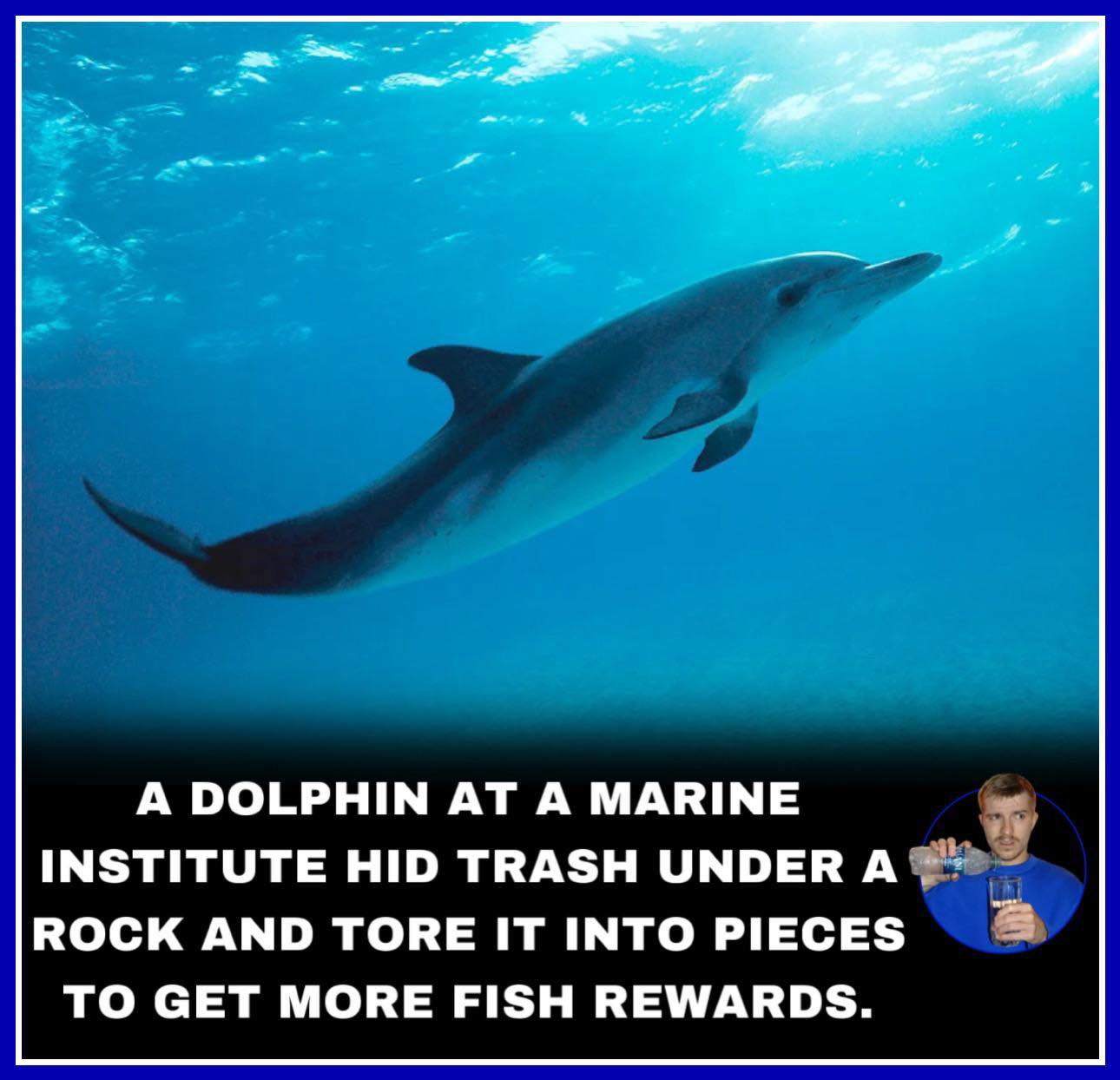 Icycol - At a marine research institute, scientists trained dolphins to ...