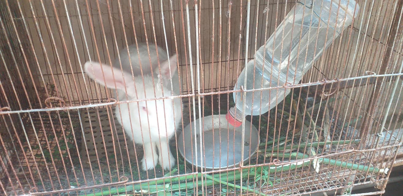 Masuerte Rabbitry