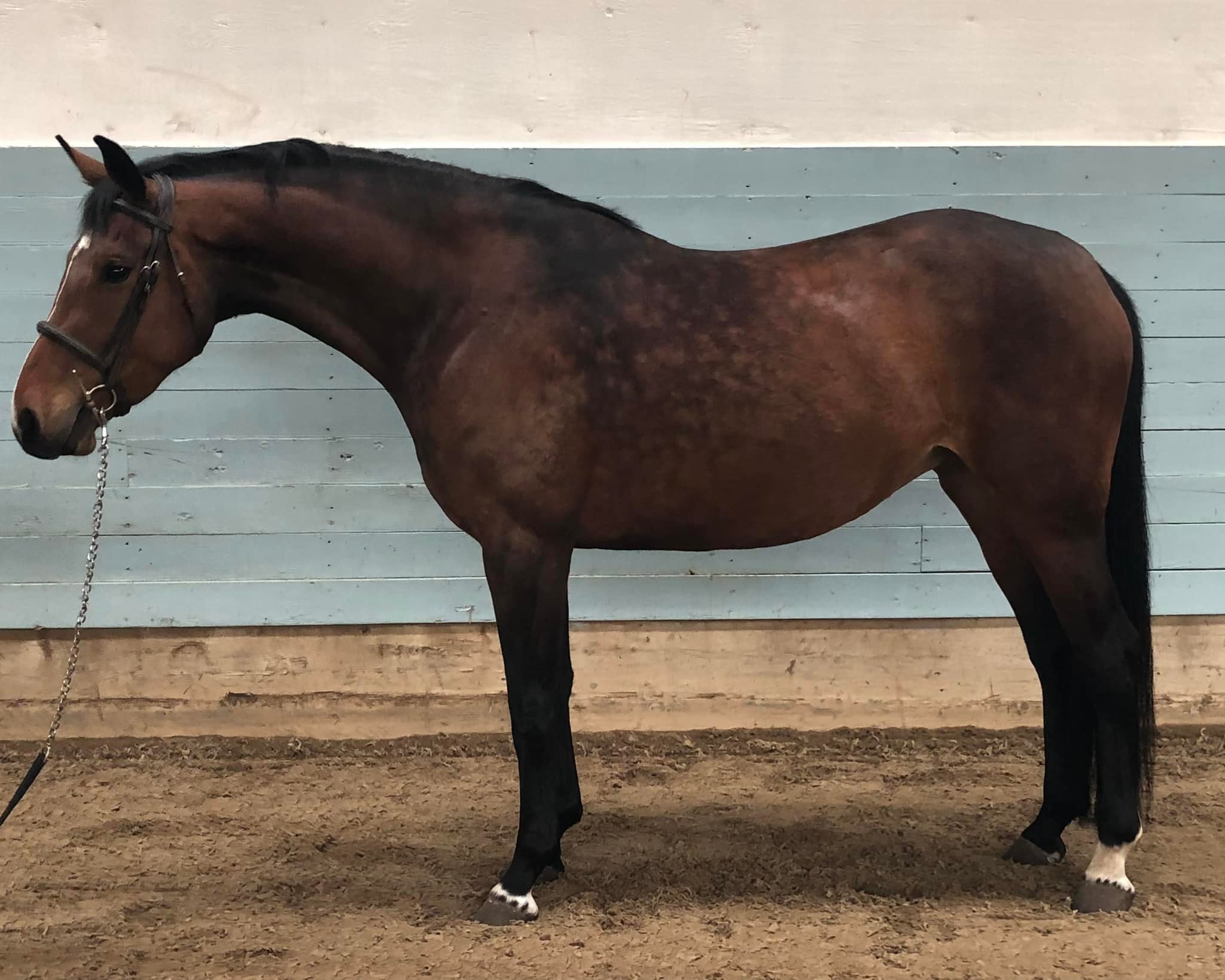 Congratulations to the new... - St George’s Stables Ltd. | Facebook