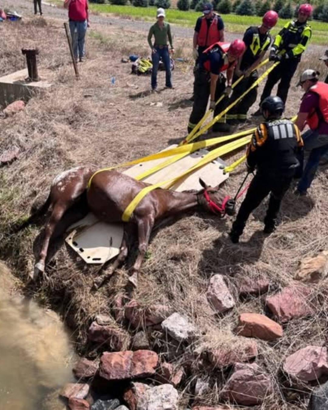 When - On a freezing morning, a call came in: a blind horse had fallen ...