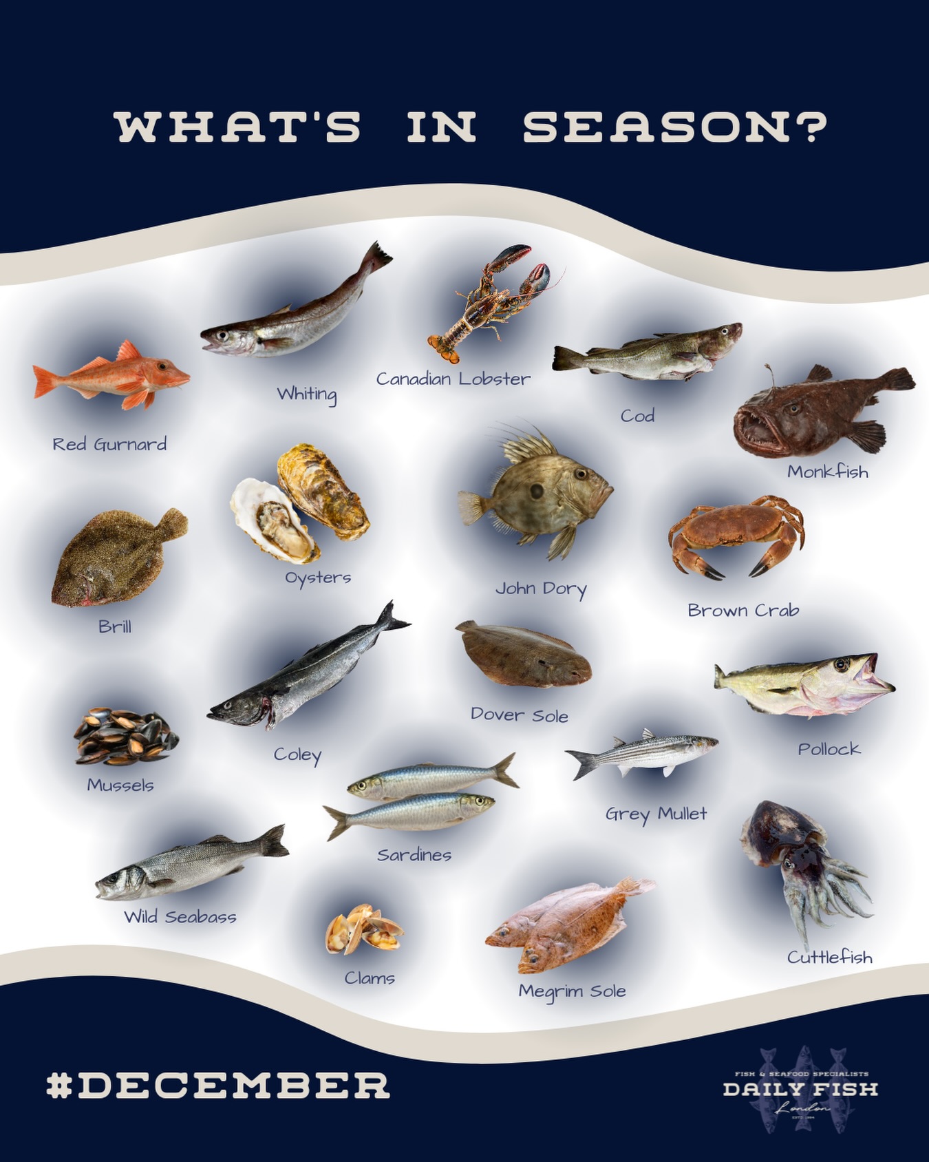 Daily Fish Supplies | London