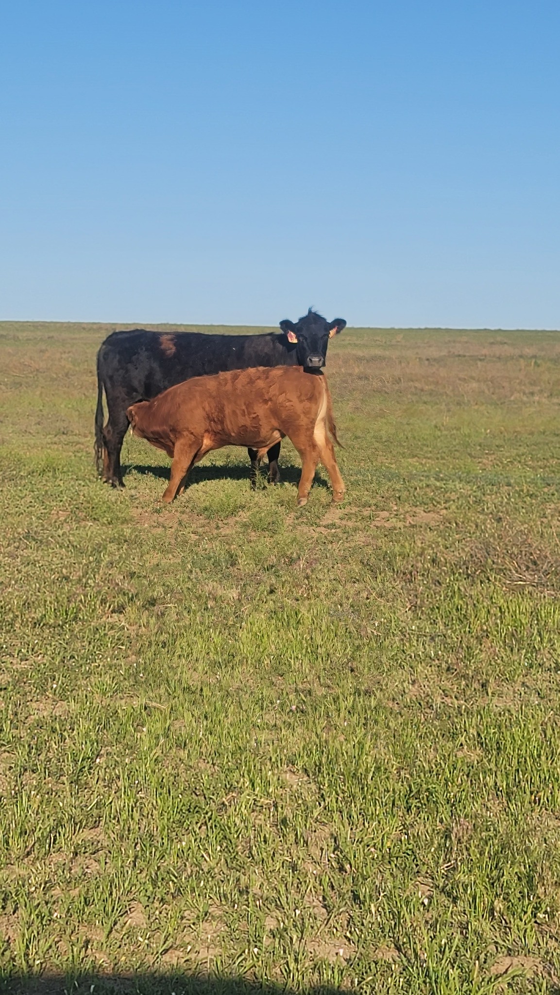 Rattlesnake Creek Cattle Company | Utica KS