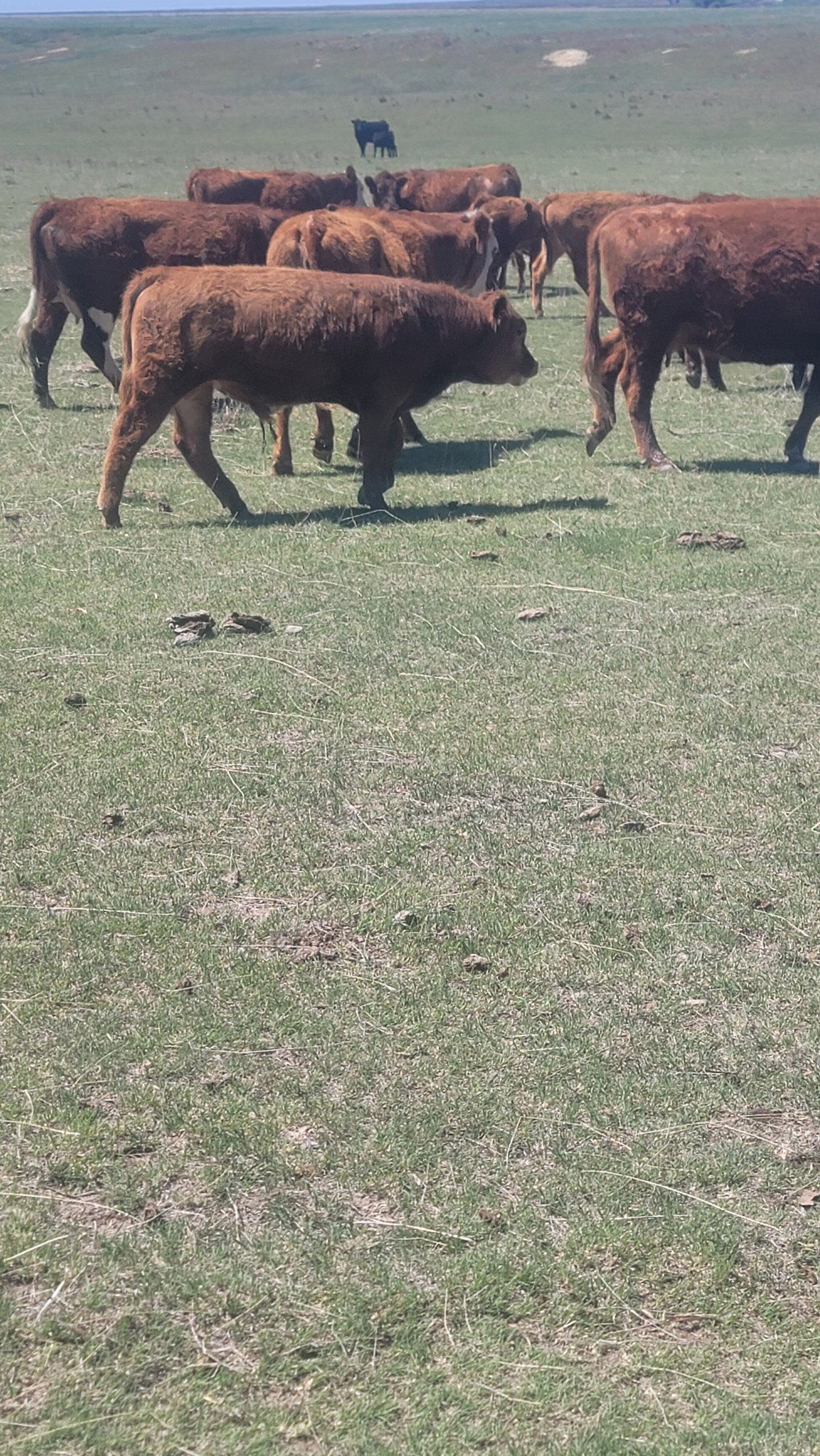 Rattlesnake Creek Cattle Company | Utica KS