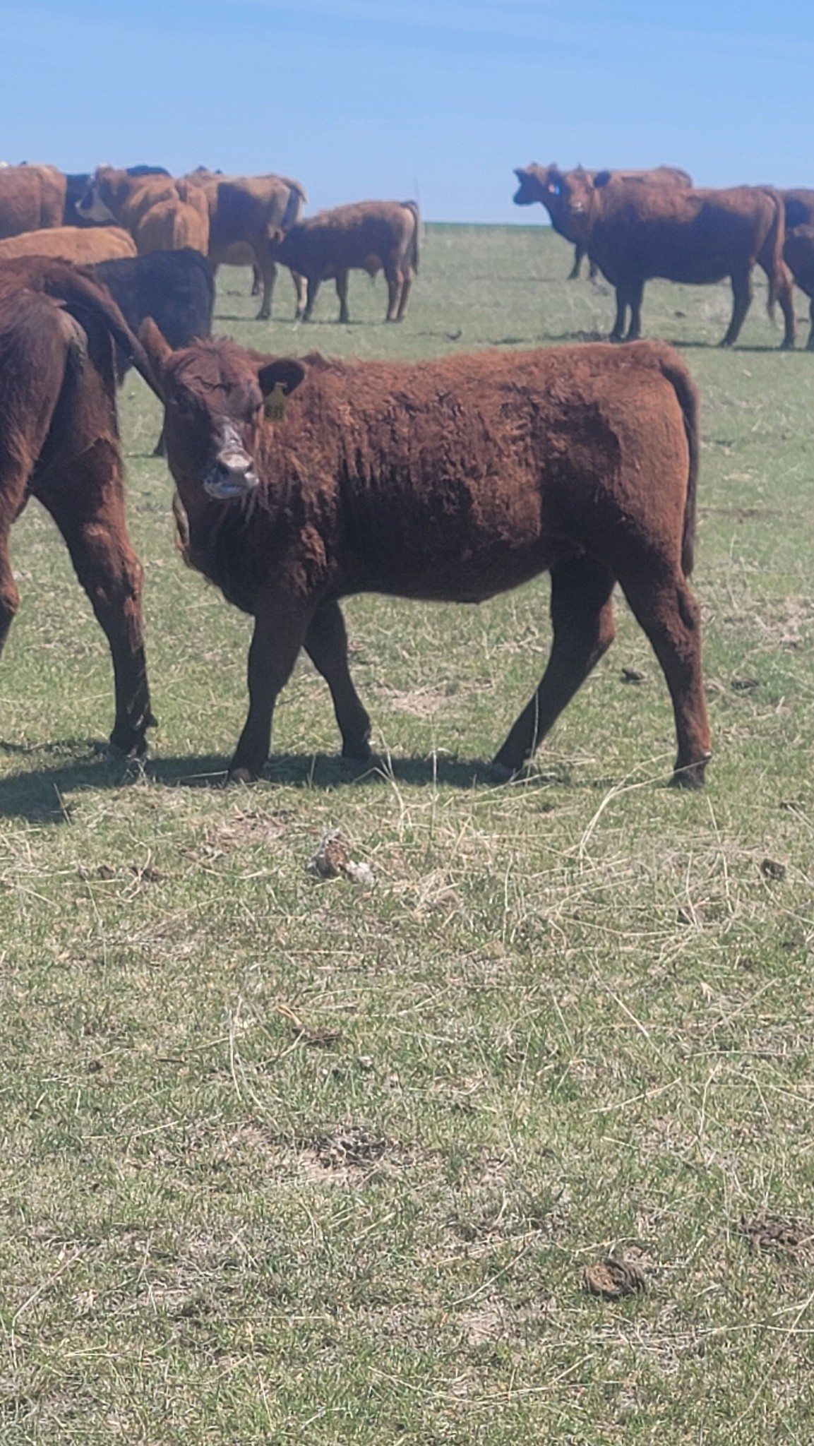 Rattlesnake Creek Cattle Company | Utica KS