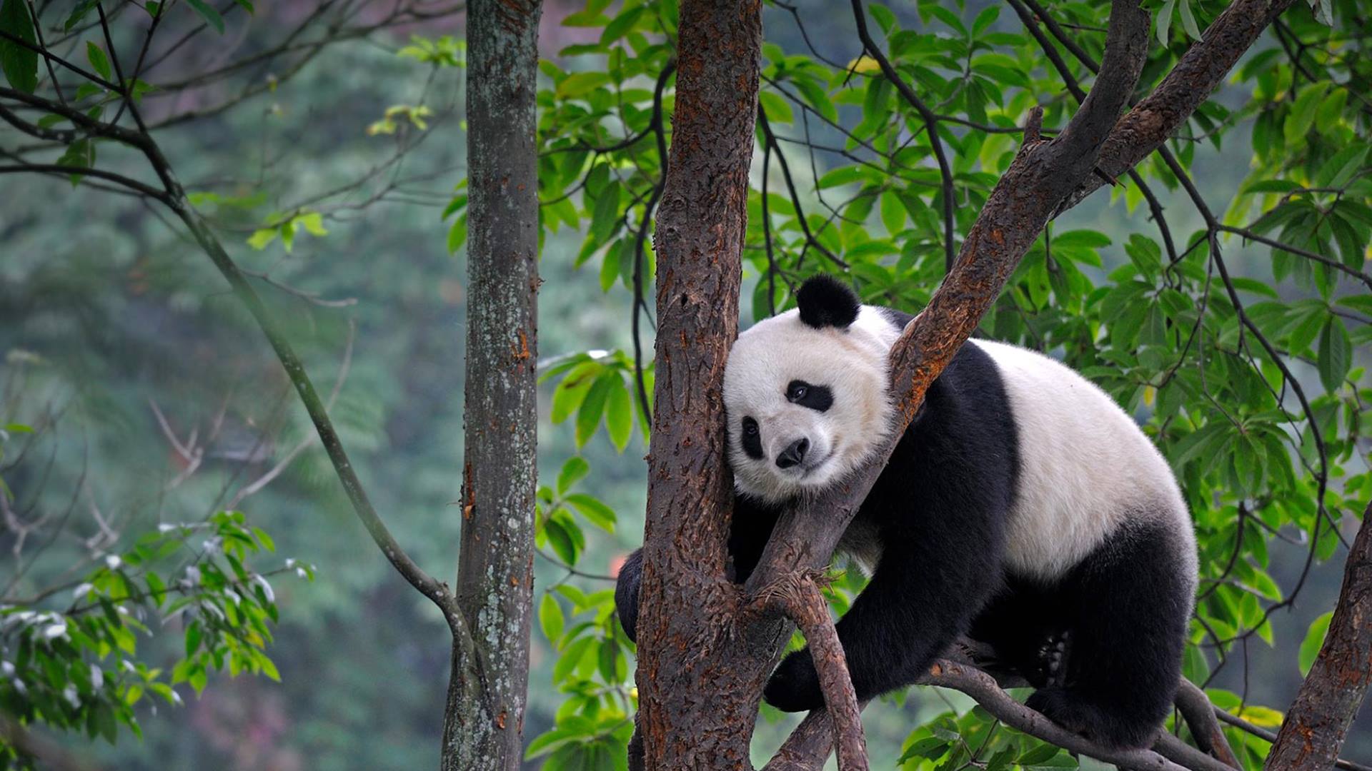 Panda World - Who else is sleepy 😴 😴 Like, follow and share @panda ...