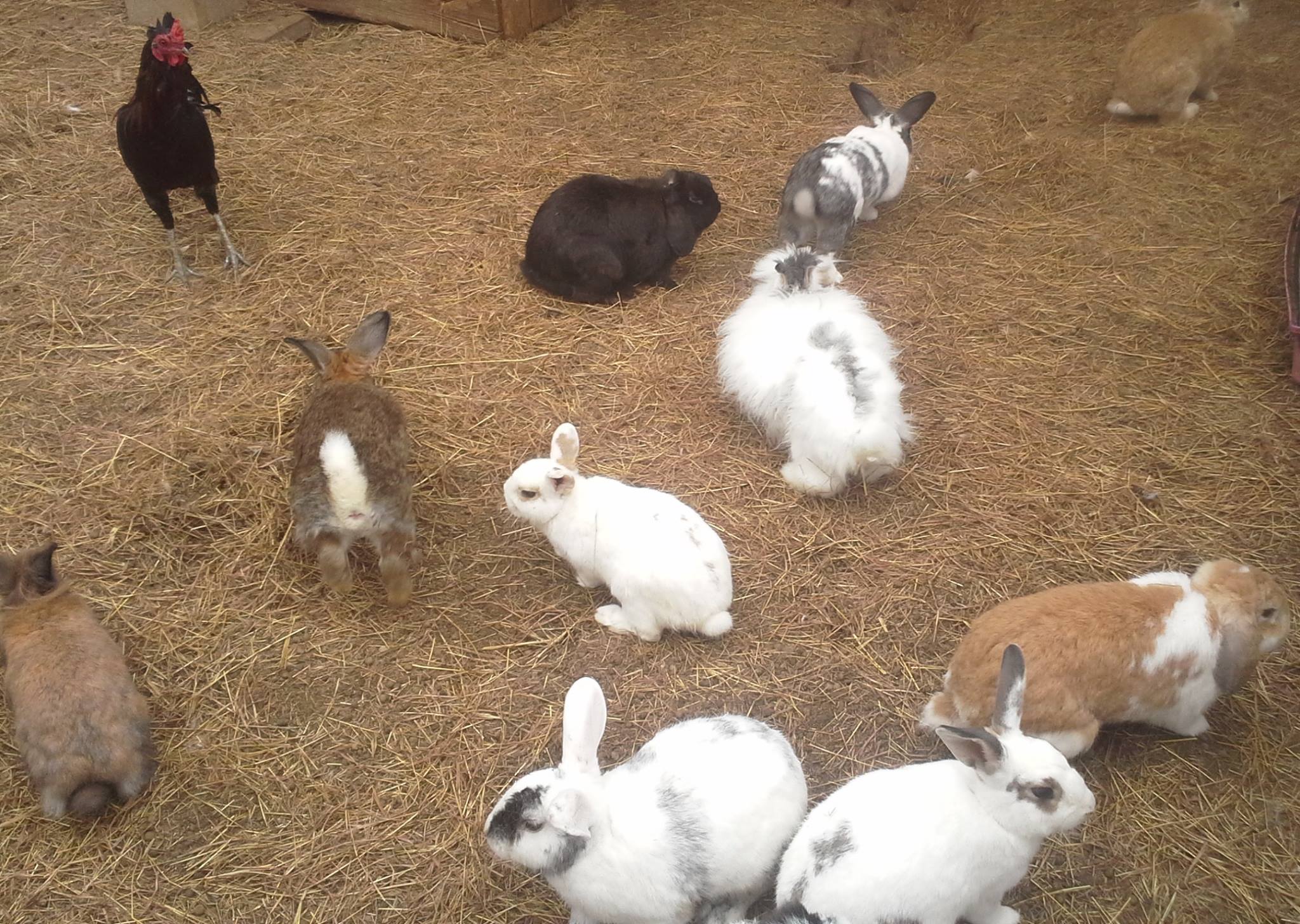 The Retired Rabbit... - The Retired Rabbit Sanctuary