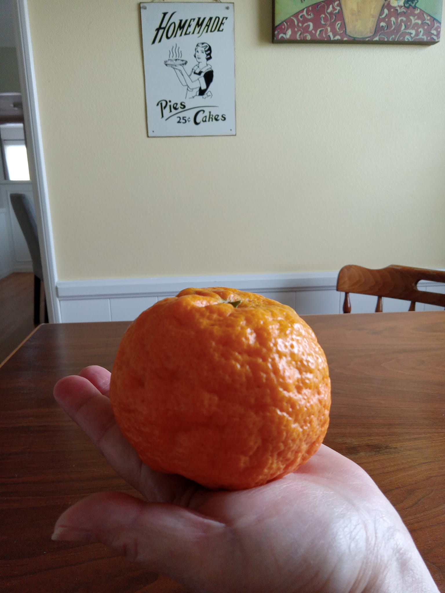 Golden Nugget tangerines are ripe and delicious
