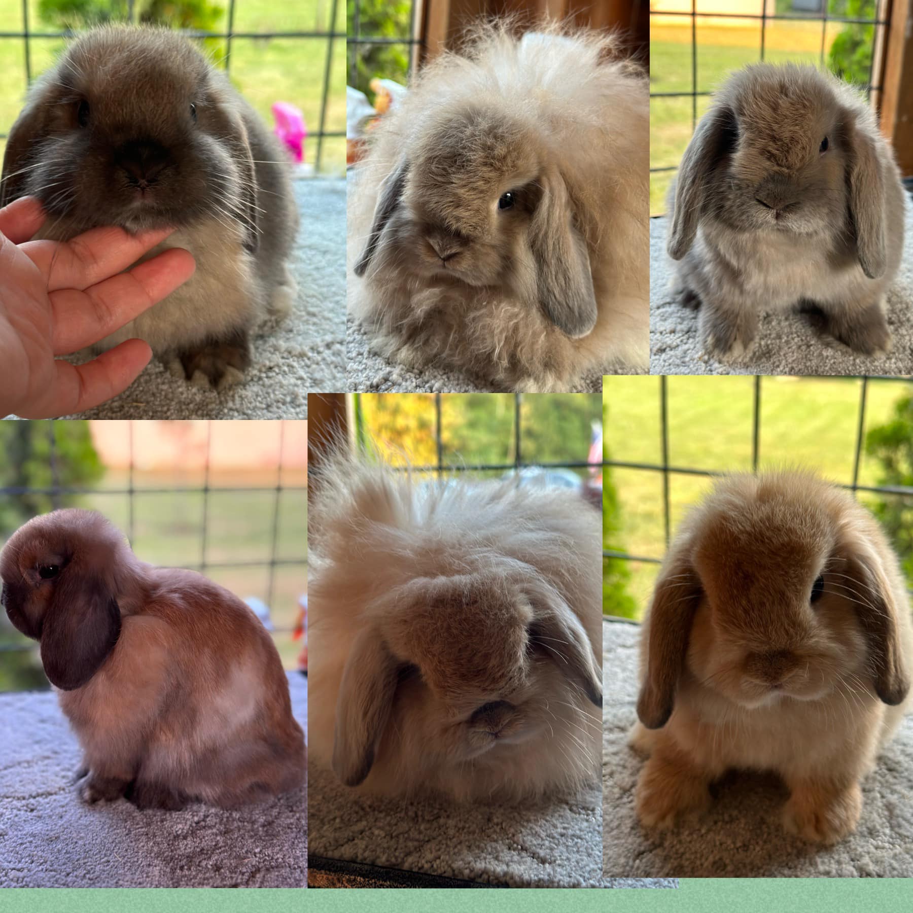 My Hoppers Rabbitry | Seattle WA
