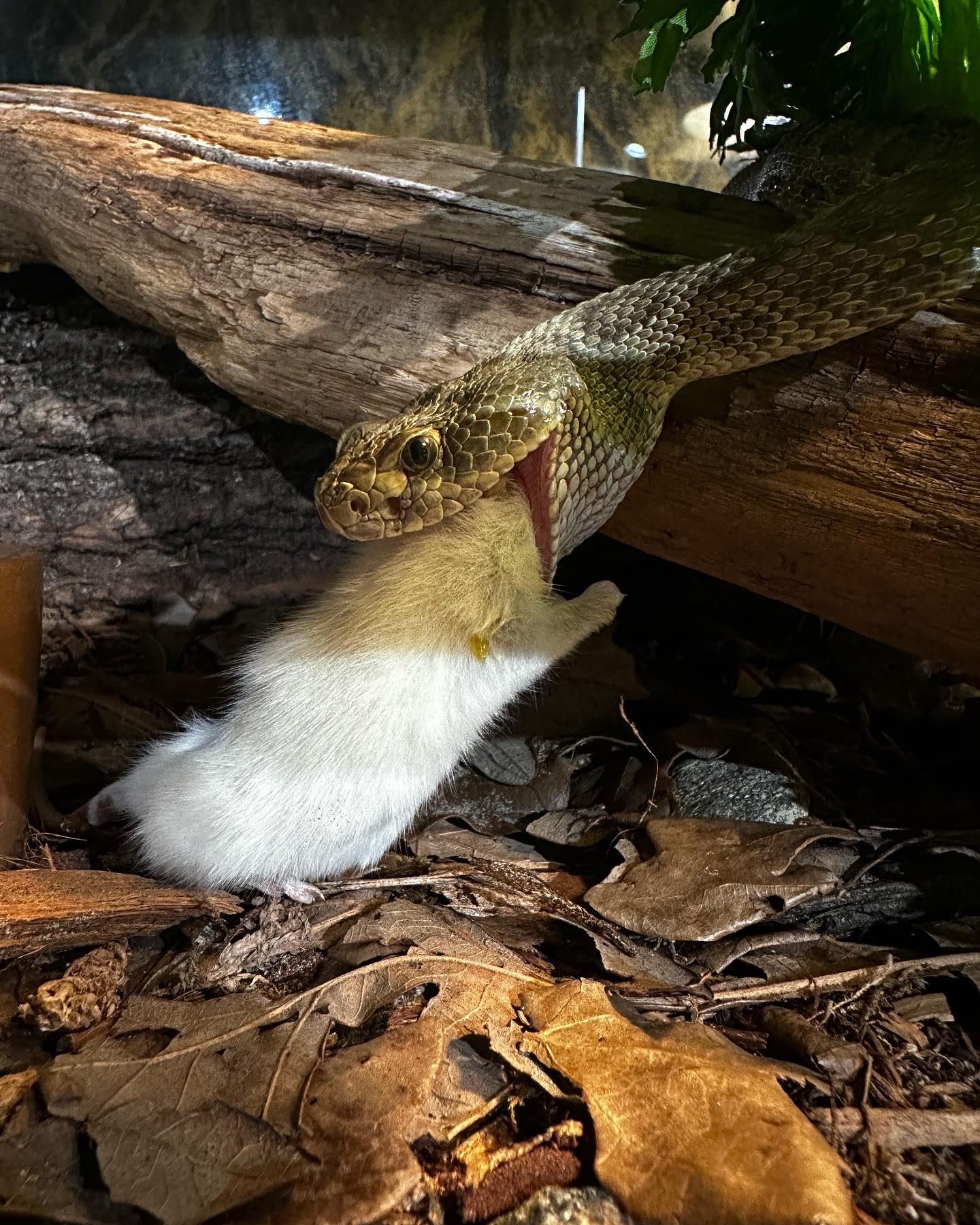 Picture of Reptilia - ‼️FROZEN THAWED PREY ITEM‼️ Frozen-thawed prey...