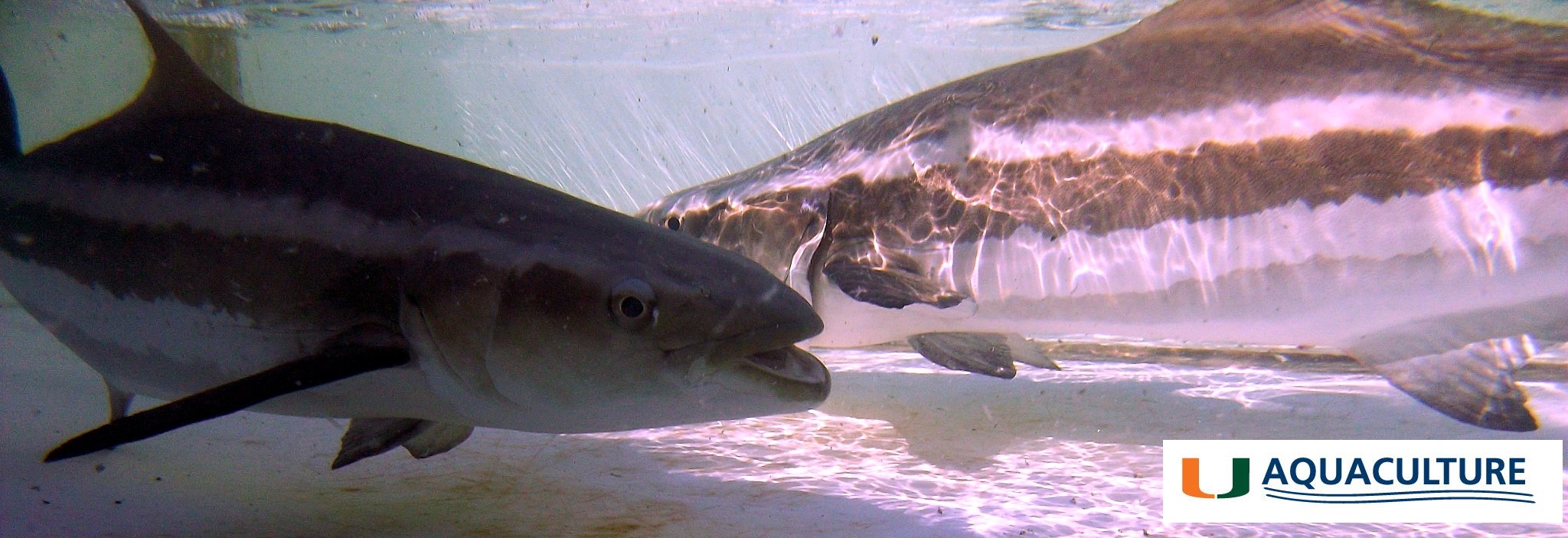 Open - Did you know that by choosing to eat more fish like sustainably ...