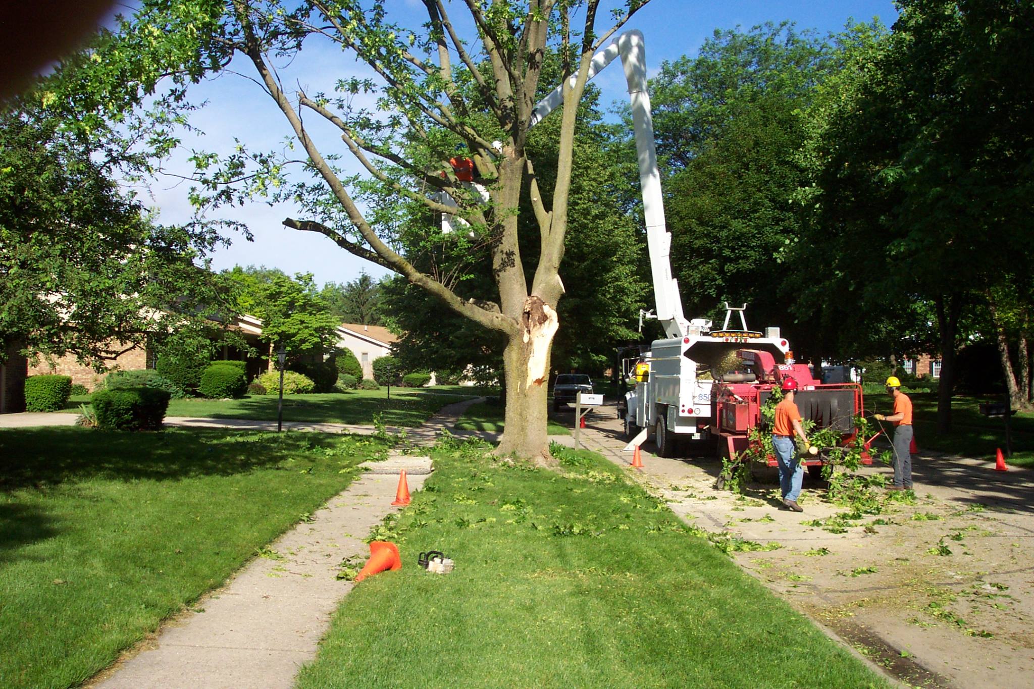 ASAP Tree Service | Palm Bay FL