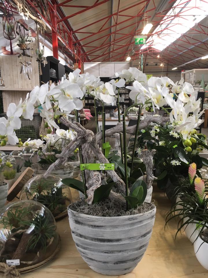 Intratuin Rhoon - ZIJDE BLOEMEN EN PLANTEN | Wel de lusten... | Facebook