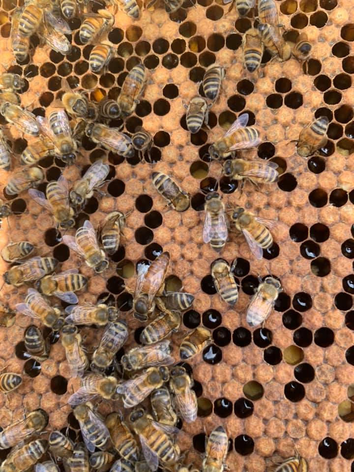 Bendigo Bee Removal
