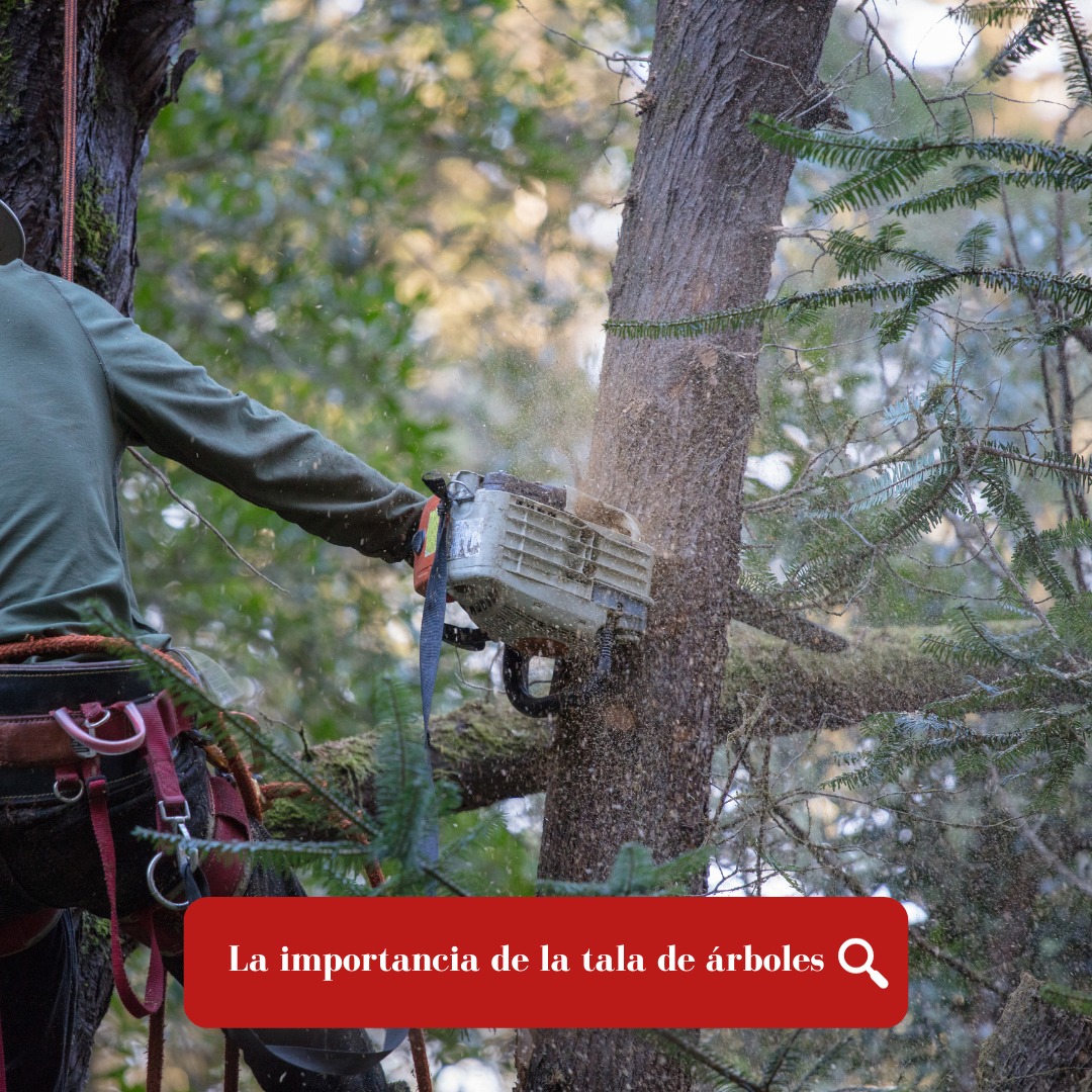 La tala de árboles, a pesar de ser... - Grupo Eden Jardineria