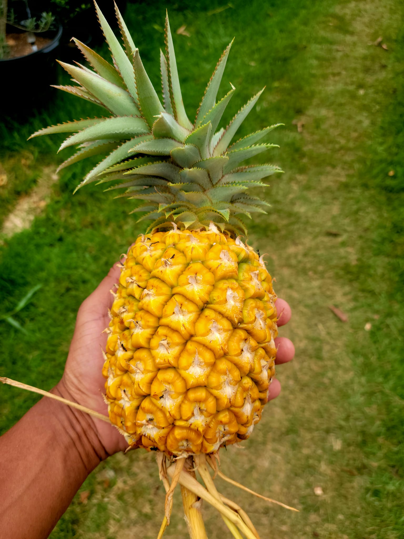Piña Criolla 🍍🍍🍍🇵🇷🇵🇷🇵🇷 - Ponce Frutas Exoticas