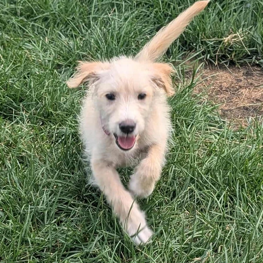 Meet another... - Project Hope Animal Rescue Foundation | Facebook