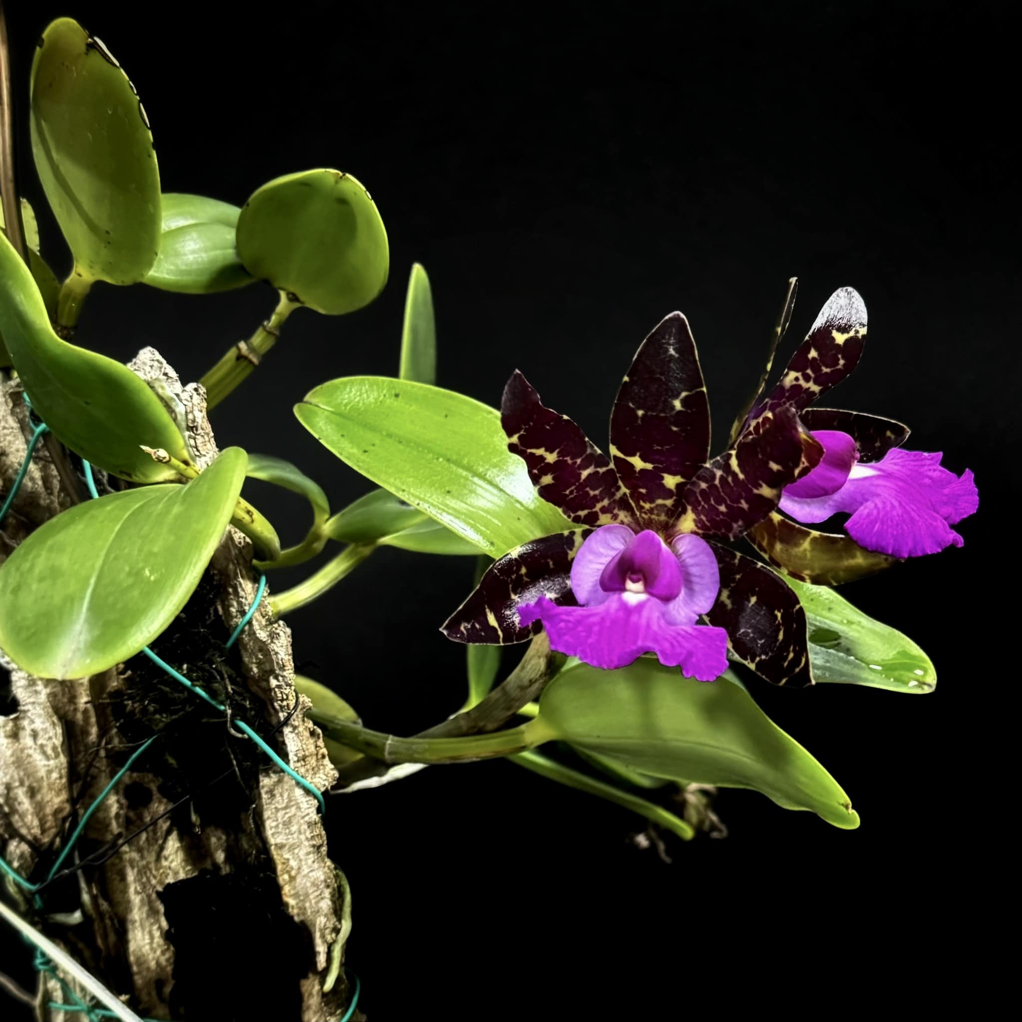 Cattleya Aclandiae orchid species