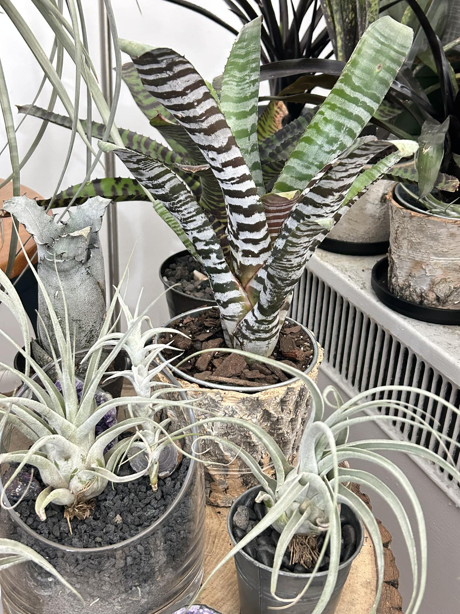 Aechmea chantinii cv. ((Black Select x Black Ebony) x (Black